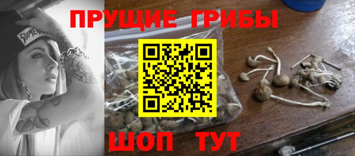 купить наркоту  Псилоцибиновые грибы ЛСД  Вход с VPN  Каменск-Шахтинский 
